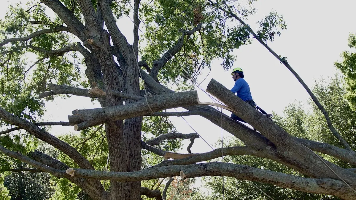 Professional Hazardous Tree Removal performed by certified arborists in Garnavillo